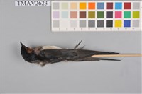 藏品(家燕)的圖片